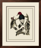 Buy Bird Family III at AllPosters.com