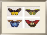 Rain Forest Butterflies