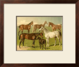 Buy Horse Breeds I at AllPosters.com