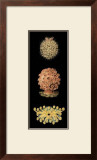 Kaleidoscope Anemone IV