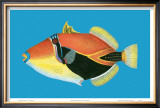 Humuhumu Engraving