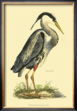 Buy Great Blue Heron at AllPosters.com