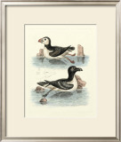 Aquatic Birds II