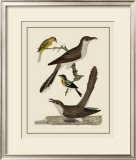 Buy Bird Family VI at AllPosters.com