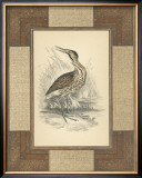 Marshland Bittern