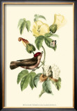 Buy Exotic Birds I at AllPosters.com