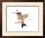 Buy Hummingbird at AllPosters.com
