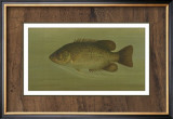 Buy Rock Bass at AllPosters.com