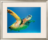 Buy Green Sea Turtle at AllPosters.com