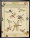 Dragonfly Manuscript IV
