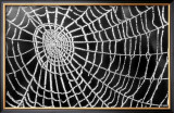 Buy Spider Web Sparkle at AllPosters.com