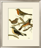 Buy Domestic Bird Family III at AllPosters.com