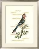 Buy Traditional Shaw Bird I at AllPosters.com