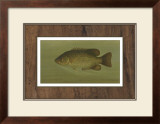 Buy Rock Bass at AllPosters.com