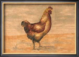 Buy Hen at AllPosters.com