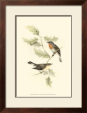 Red-Breasted Fly-Catcher