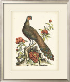 Regal Pheasants III