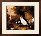 Buy Wild Ducks at AllPosters.com
