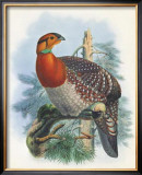 Buy Native Pheasant II at AllPosters.com