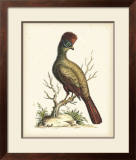 Regal Pheasants IV