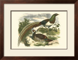 Amherst Pheasant