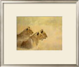 Buy Panthera Leo at AllPosters.com