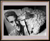 Toy Poodle Kisses Elvis