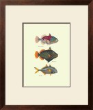 Buy Tropical Fish at AllPosters.com