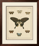 Buy Heirloom Butterflies I at AllPosters.com