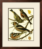 Buy Domestic Bird Family II at AllPosters.com