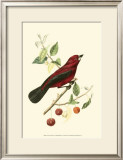 Buy Exotic Birds V at AllPosters.com