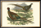 Bohemian Pheasant