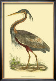 Purple Heron