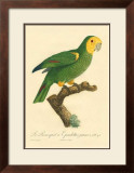 Buy Barraband Parrot No. 98 at AllPosters.com