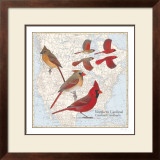 Northern Cardinal