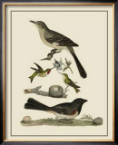 Buy Bird Family V at AllPosters.com
