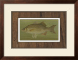 Buy White or Silver Bass at AllPosters.com