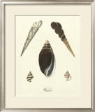 Buy Knorr Shells VI at AllPosters.com