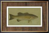 Buy Small-Mouthed Black Bass at AllPosters.com
