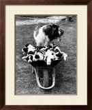 Tich and Pups Getting Around