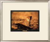 Buy Guepard at AllPosters.com