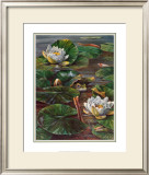 Frog in Lily Pond