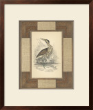Marshland Bittern