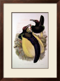 Gould Bird of Paradise IV