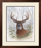 Deer Buck Portrait