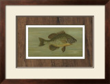 Buy Common Sunfish at AllPosters.com