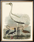 Buy Heron Family III at AllPosters.com