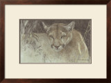 Tropical Cougar