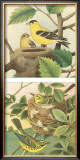 Goldfinch & Warbler