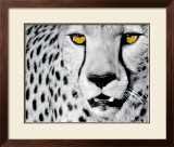 White Cheetah